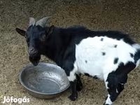 Țap, Nigerian dwarf goats — foto 1