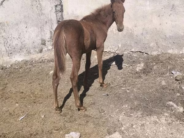 اسب نر, Thoroughbred horse