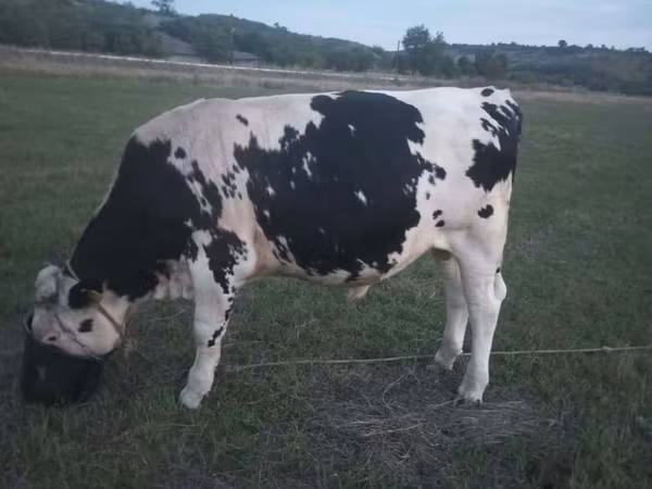 Bull, Holstein breed — Moldova