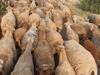 Domba betina, Sheep — foto 2