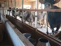 गाय, Swiss cattle — फ़ोटो 3