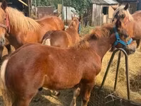 Kuda jantan, Hungarian horse breed — foto 3