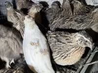 Quails — 写真 5