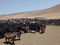 قوچ, گوسفند — عکس 3