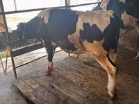 گاو نر, Russian Black pied cattle — عکس 8