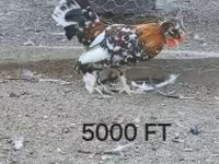 Chickens — fotografija 3