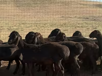 Berbec, Hissar sheep — foto 5