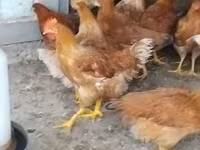 Chickens — 사진 2