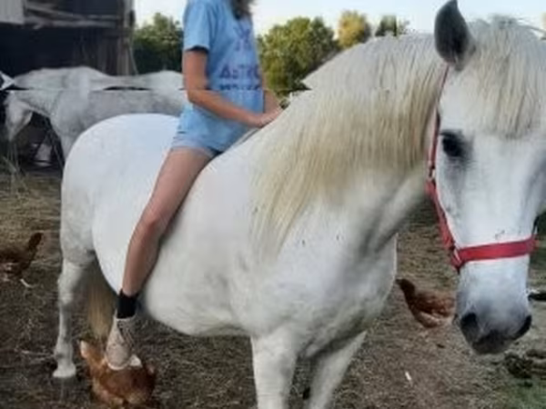 Klisna, Hungarian horse breed