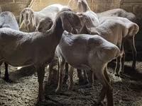 بھیڑ, Arashan sheep — تصویر 2