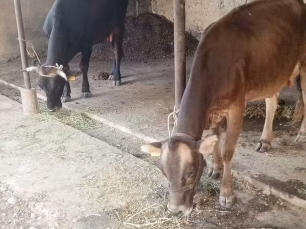 பசு, Swiss cattle