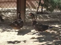 Ducks — عکس 7