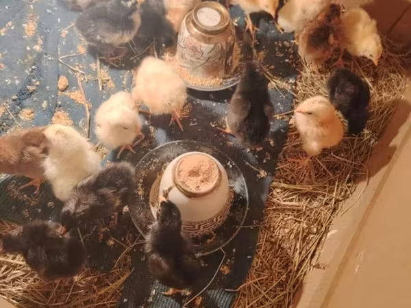 Chickens — Azerbaijan