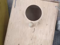 Vatsapla elaqe saxlasyin quslar qefesler Məhsul: Nimfa (Cockatiel) — foto 2