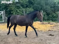 Kůň, Lipizzaner — foto 1