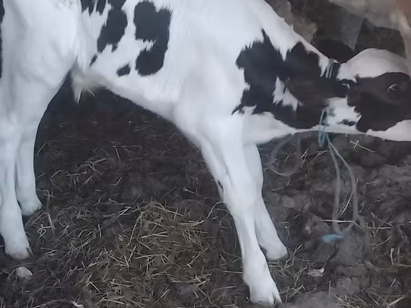 Tyre, Holstein-race