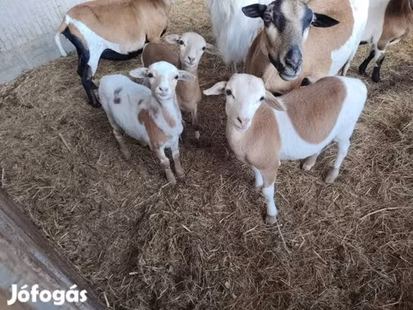 گوسفند (گروه، جنسیت مشخص نشده), Cameroon sheep