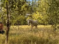 Caballo, Caballos — foto 2