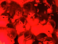 Ducks — foto 4