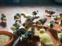 Ducks — عکس 2