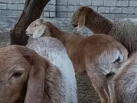 Beran, Arashan sheep — foto 6