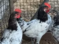 Chickens — foto 1