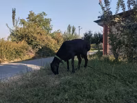 Vædder, Arashan sheep — foto 2