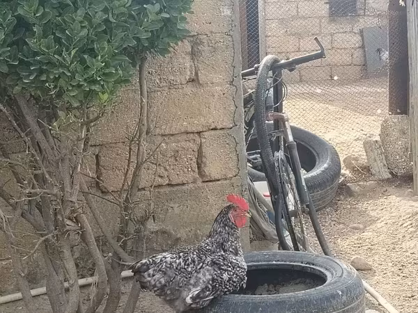 Chickens — Azerbaijan