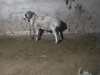 Baran, Owce — zdjęcie 5