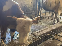 Mucca, Simmental cattle — foto 2