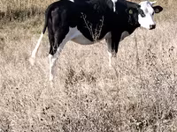 วัวตัวเมีย, Russian Black pied cattle — รูปภาพ 2
