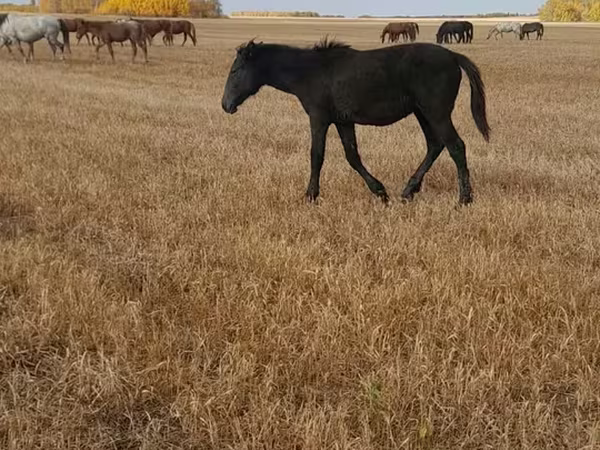 Ngựa đực, Kazakh horse