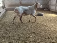 숫양, Arashan sheep — 사진 3