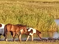 ሴት ፈረስ, Horses — ፎቶ 1