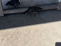 Chickens — Foto 4