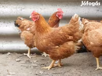 Chickens — fotografija 7