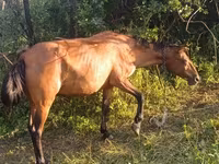 Kısrak, Atlar — foto 2