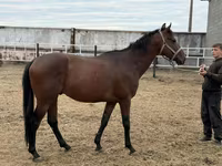 Kuda jantan, Thoroughbred horse — foto 3