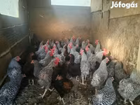 Gallina danese — foto 2