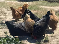 Chickens — foto 1