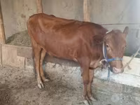 گاو ماده, گاو — عکس 2