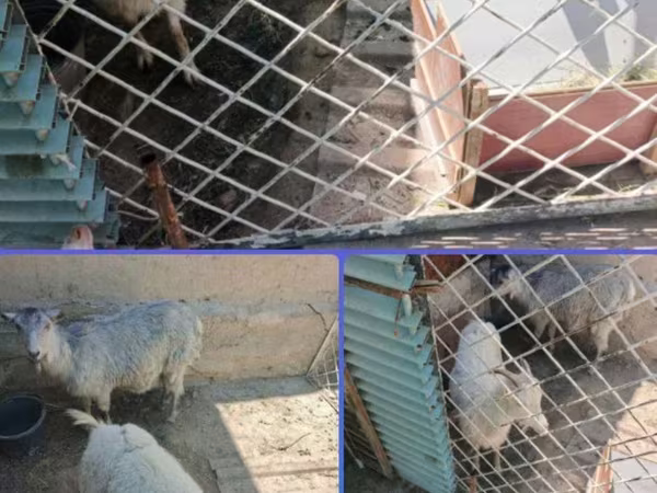 Capră, Fergana goat