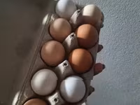 Chickens — 2-сурет