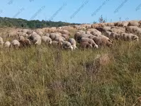 Πρόβατο, Hissar sheep — φωτογραφία 6