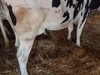 Ko, Russian Black pied cattle — foto 1