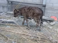 گائے, Russian Black pied cattle — تصویر 4