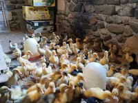 Ducks — foto 2