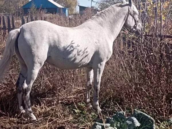 Cavalla, Orlov Trotter