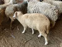 بھیڑ, بھیڑیں — تصویر 4