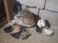 Chickens — รูปภาพ 1